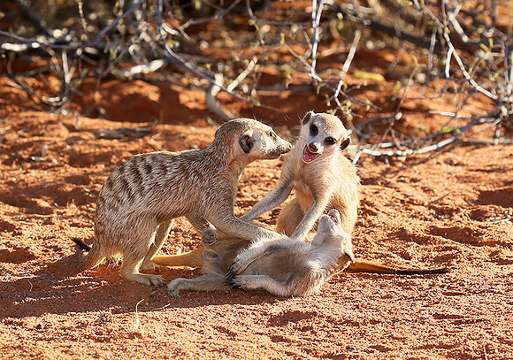 At Tswalu - private game reserve