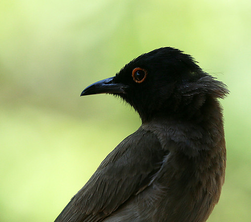 Drongo - Madikwe game reserve