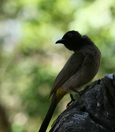 Drongo - Madikwe game reserve