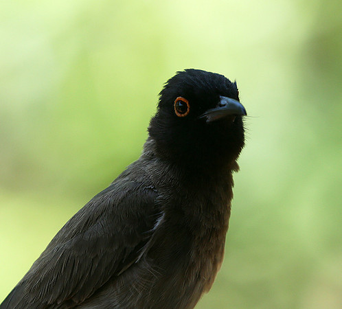 Drongo - Madikwe game reserve
