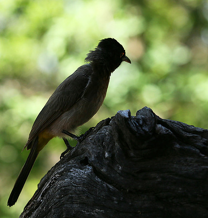 Drongo - Madikwe game reserve