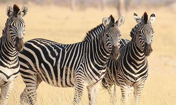 Hwange National Park