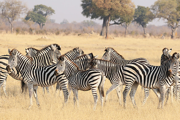 Hwange National Park
