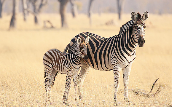 Hwange National Park
