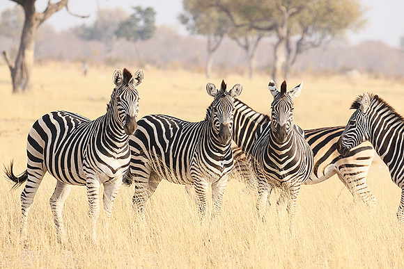 Hwange National Park