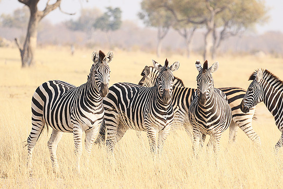 Hwange National Park