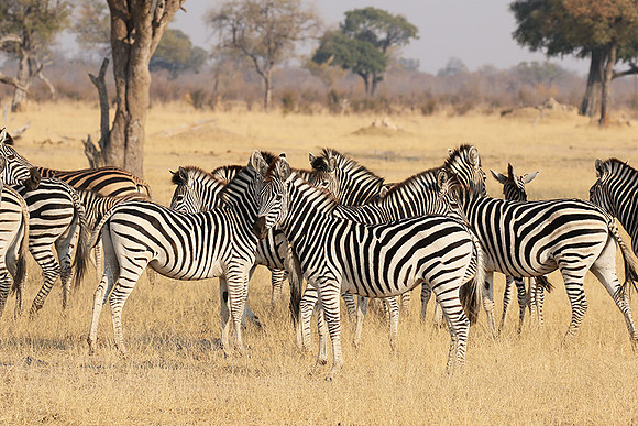 Hwange National Park
