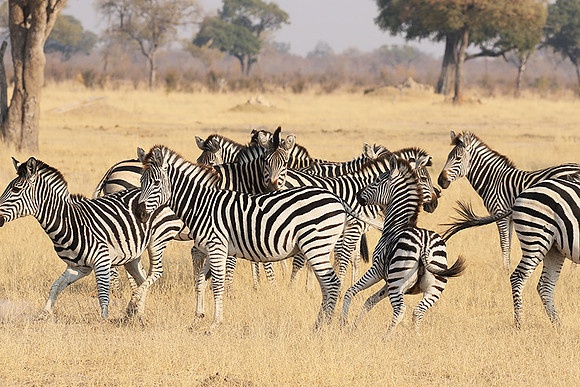 Hwange National Park