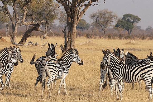 Hwange National Park