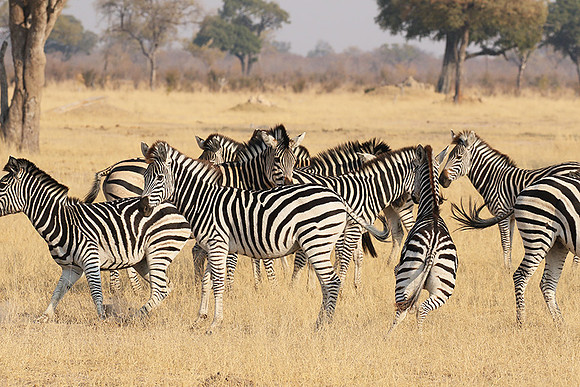 Hwange National Park