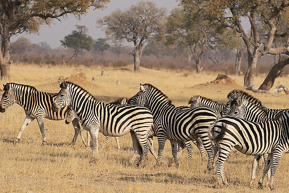 Hwange National Park