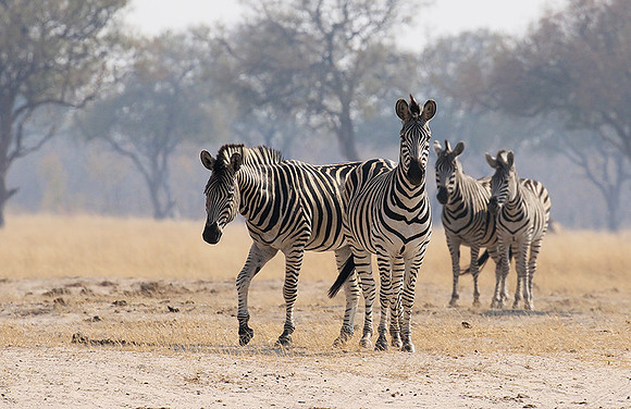 Hwange National Park