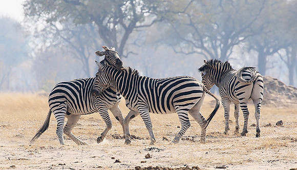Hwange National Park