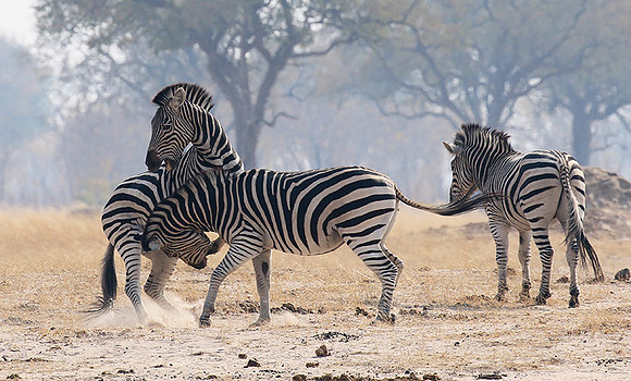 Hwange National Park