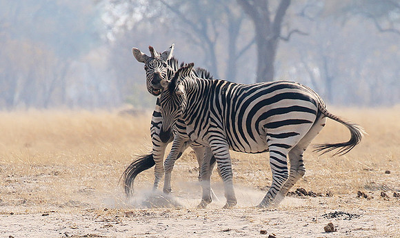 Hwange National Park