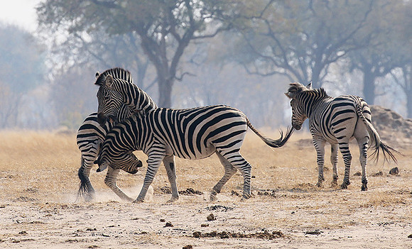 Hwange National Park
