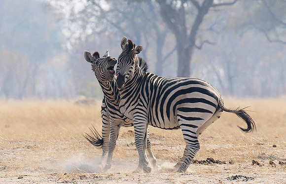 Hwange National Park