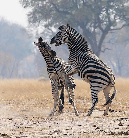 Hwange National Park