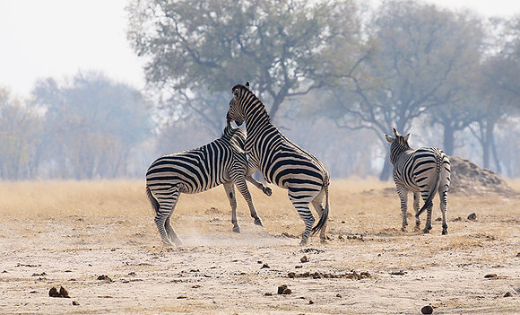 Hwange National Park