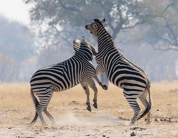 Hwange National Park