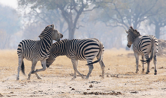 Hwange National Park