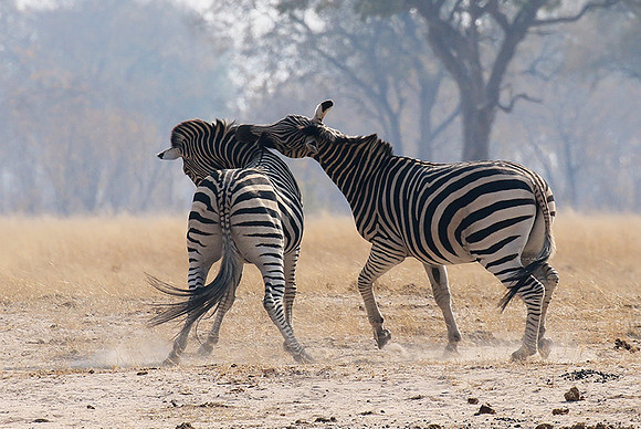Hwange National Park