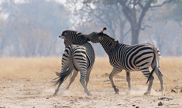 Hwange National Park