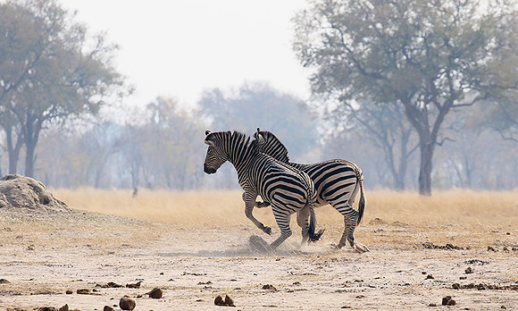 Hwange National Park