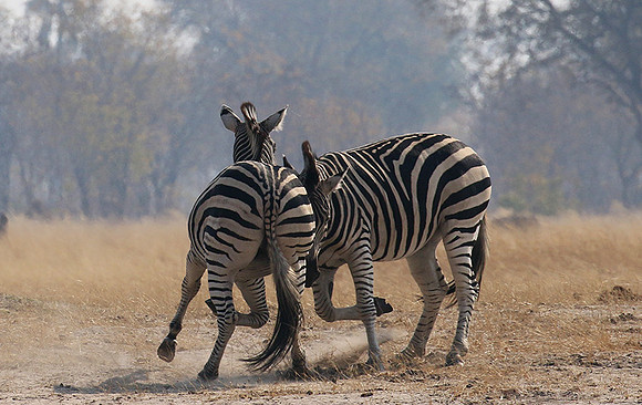 Hwange National Park