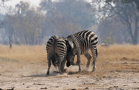 Hwange National Park