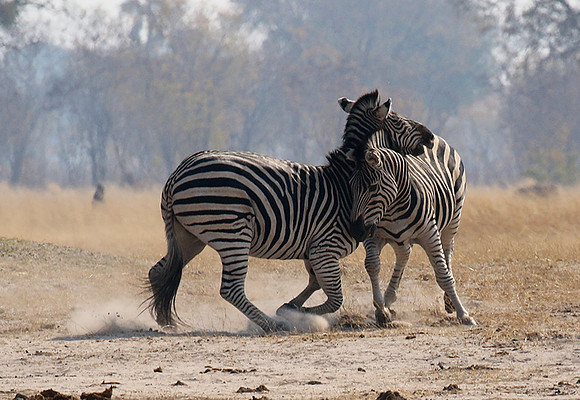 Hwange National Park