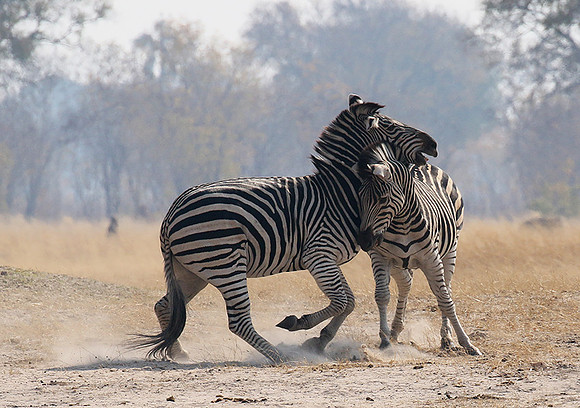 Hwange National Park