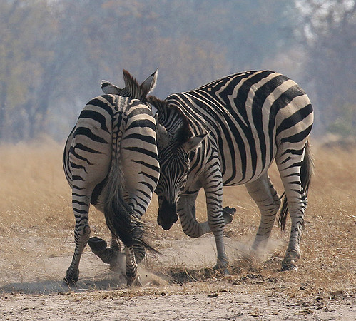 Hwange National Park