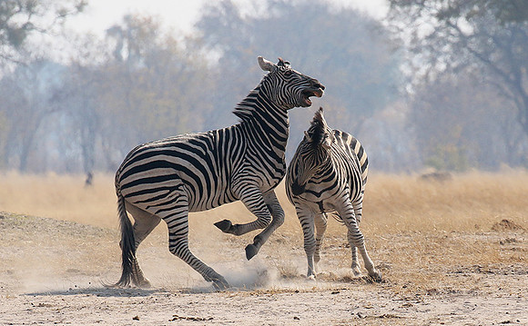 Hwange National Park
