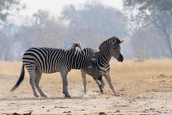 Hwange National Park