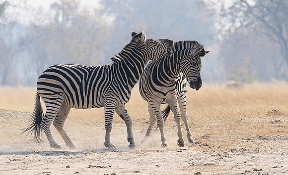 Hwange National Park