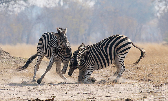 Hwange National Park
