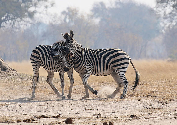 Hwange National Park