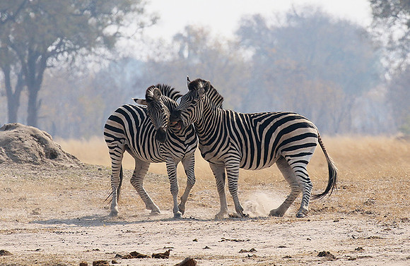 Hwange National Park