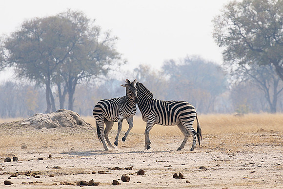 Hwange National Park