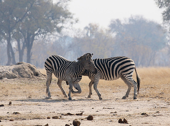 Hwange National Park