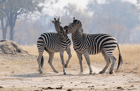 Hwange National Park