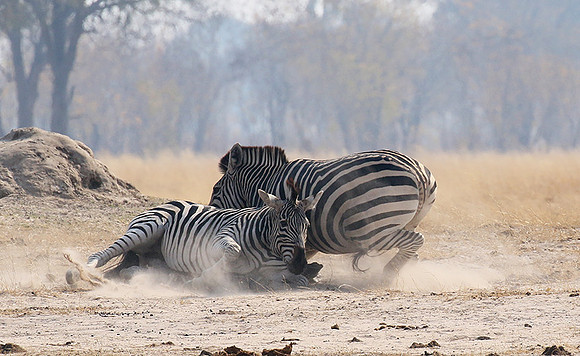 Hwange National Park