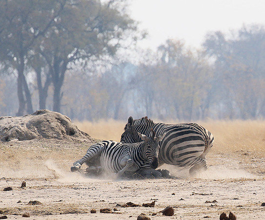 Hwange National Park