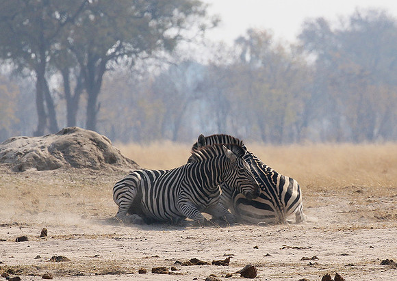 Hwange National Park