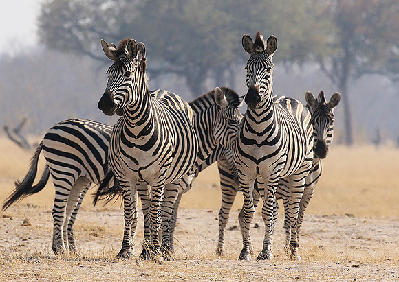 Hwange National Park
