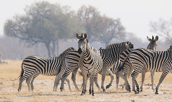 Hwange National Park