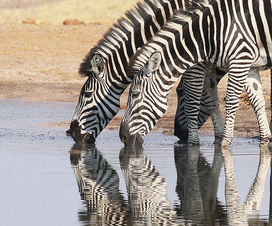 Hwange National Park