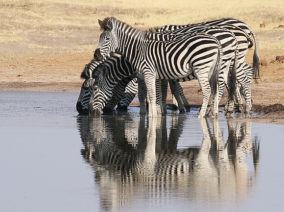 Hwange National Park