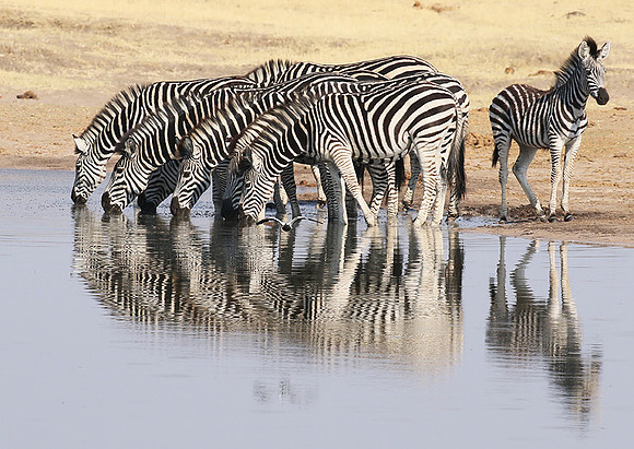 Hwange National Park